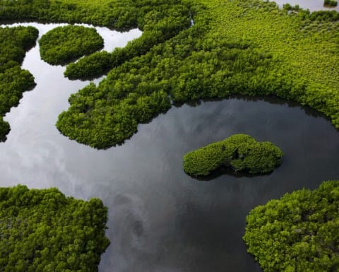 Le Sénégal annonce le classement de 10 forêts d’une superficie globale de 75.000 ha
