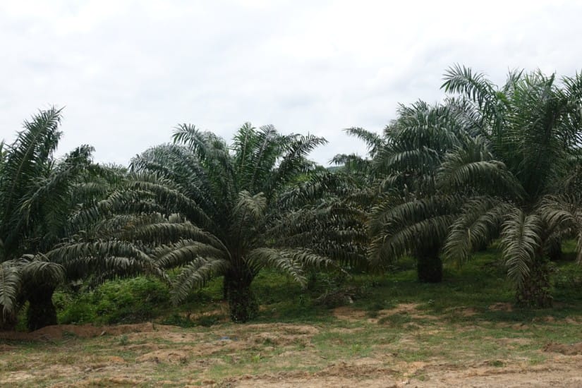 Filière palmier à huile : des coopératives sollicite le gouvernement