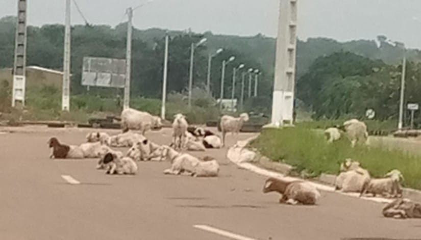 Accidents de circulation: la divagation des animaux sur l’axe Kong-Ferkéssedougou dénoncée