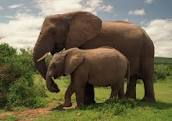 Sikensi : des éléphants détruisent des champs