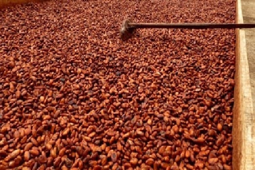 Sikensi : le respect du prix d’achat du cacao à 1000 F