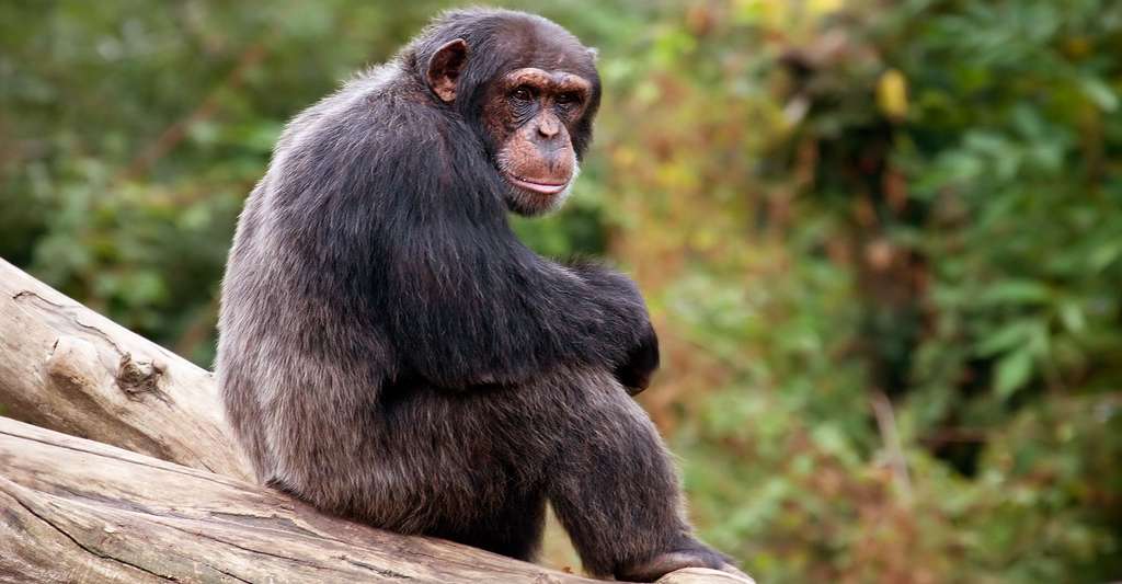 Côte d’Ivoire : une femme tuée par un chimpanzé, son bébé épargné