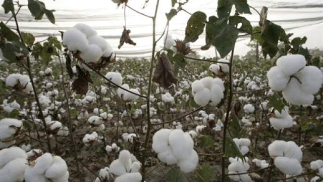 Bientôt un documentaire sur “White Gold Serie” le 9 novembre