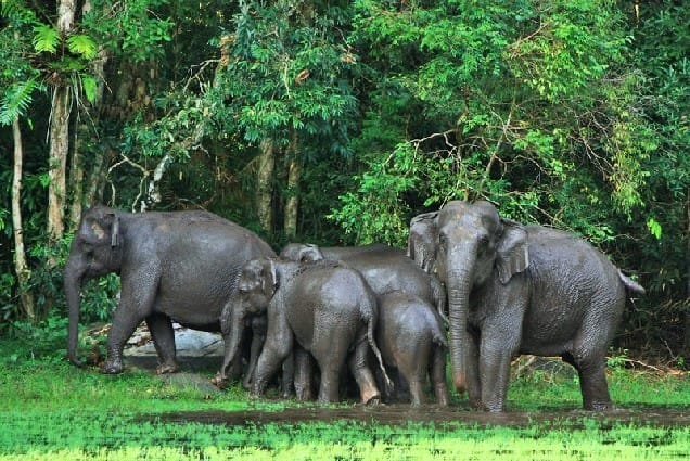 Le parc national de Taï menacé par l’orpaillage et le braconnage (OIPR) – Actualité ivoirienne 15/11/2020