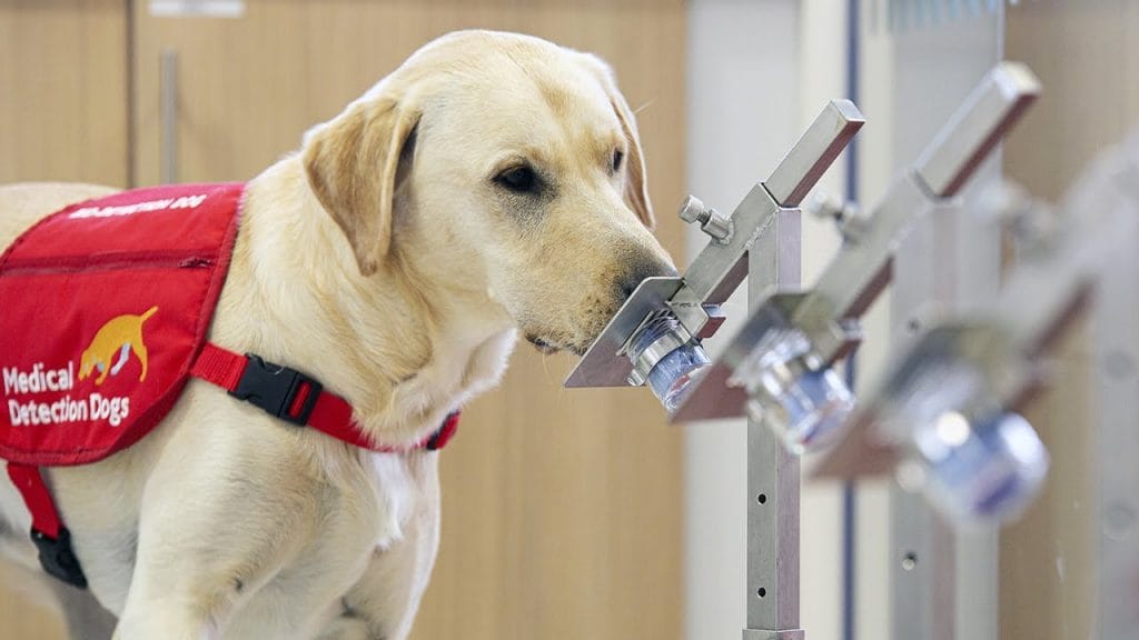 Rwanda: des chiens renifleurs pour détecter des cas de Covid-19