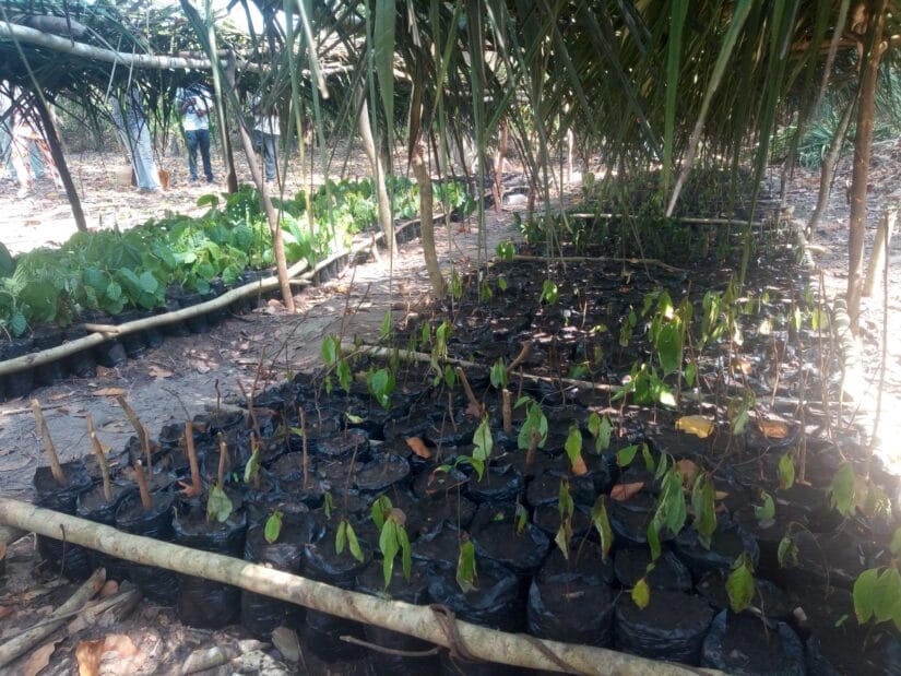Agroforesterie à Vavoua : des jeunes s’engagent à réaliser une pépinière de 50.000 arbres