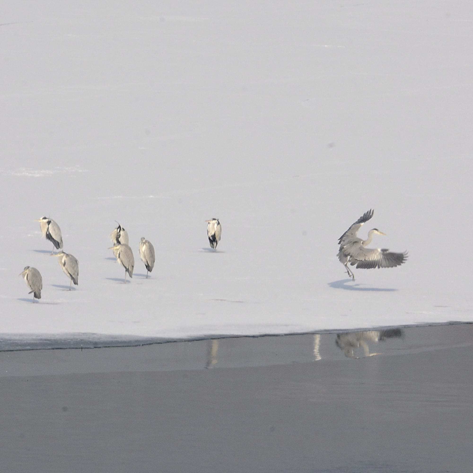 Chine : oiseaux dans un parc de Beijing – Actualités 22/01/2021