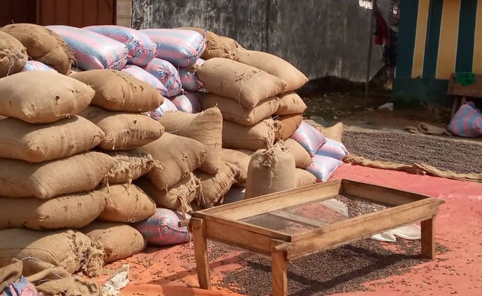 900 FCFA le prix de kilogramme du cacao à Grabo
