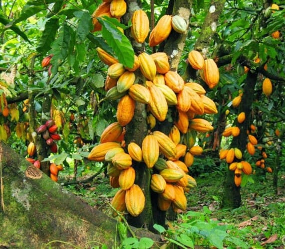 Suspension des contrats d’exportation de cacao en Côte d’Ivoire : Menace sur la récolte 2023/2024 et les économies locales