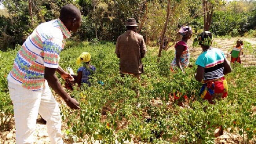 Des intrants biologiques à la disposition des agriculteurs de Korhogo – Actualité ivoirienne 26/01/2021