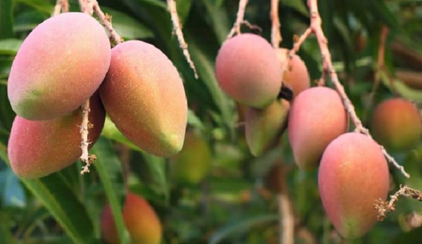 1,4 milliards de FCFA de perte sur l’exportation de la mangue à cause du coronavirus – Actualité ivoirienne 03/02/2021