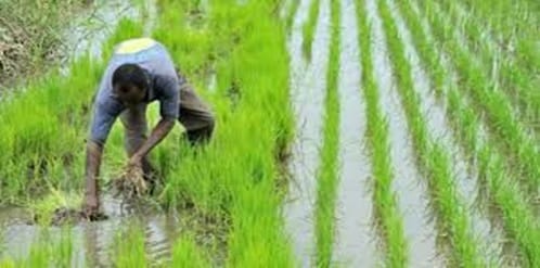 Danané : une nouvelle coopérative de producteurs de riz créée