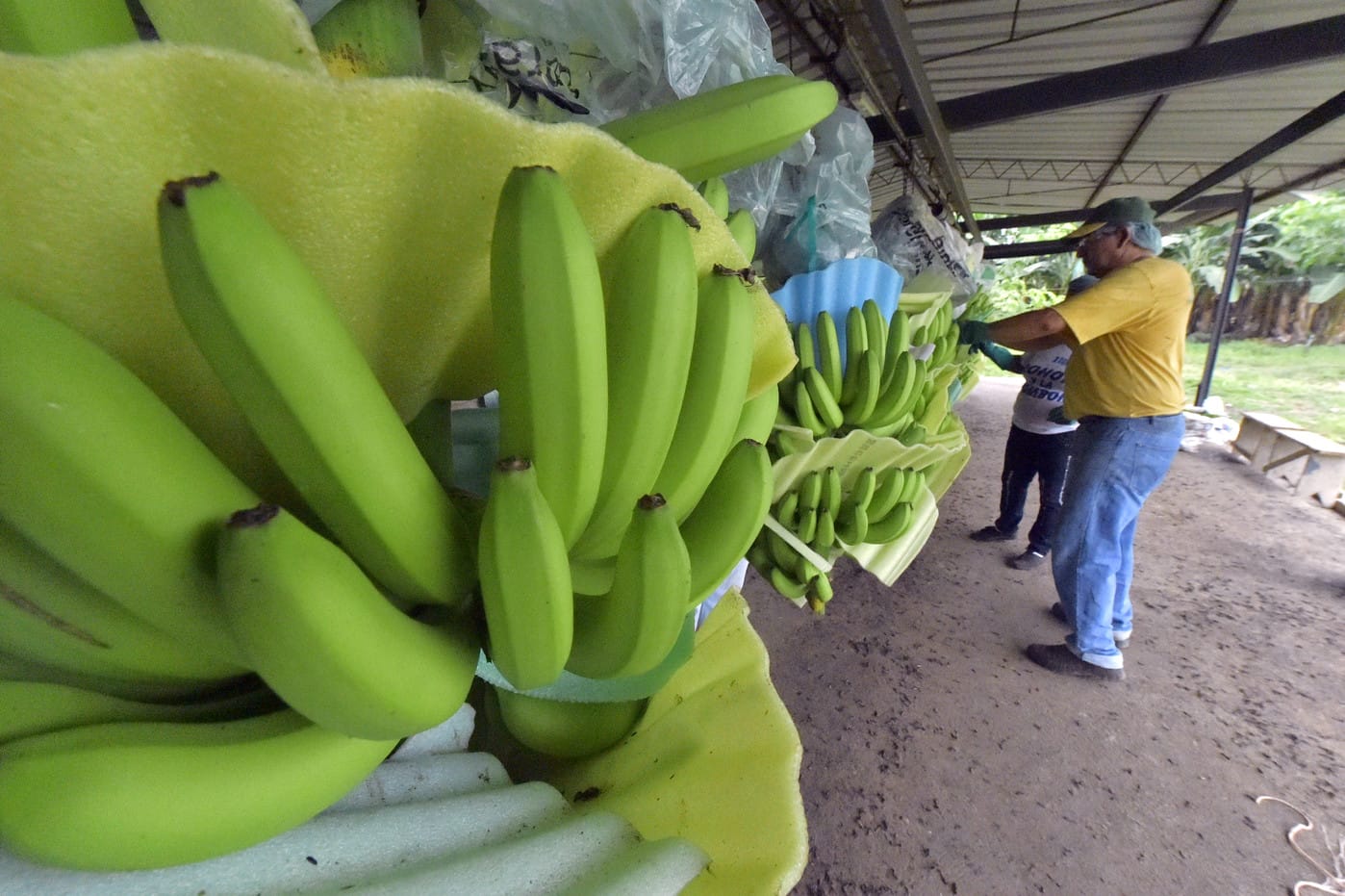 Classement des exportateurs de bananes 2021 : la Côte d’Ivoire seul pays africain dans le top 10 mondial