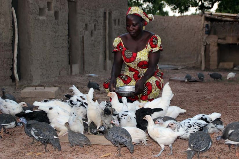 Boundiali: des femmes inscrites au projet d’élevage de poulets