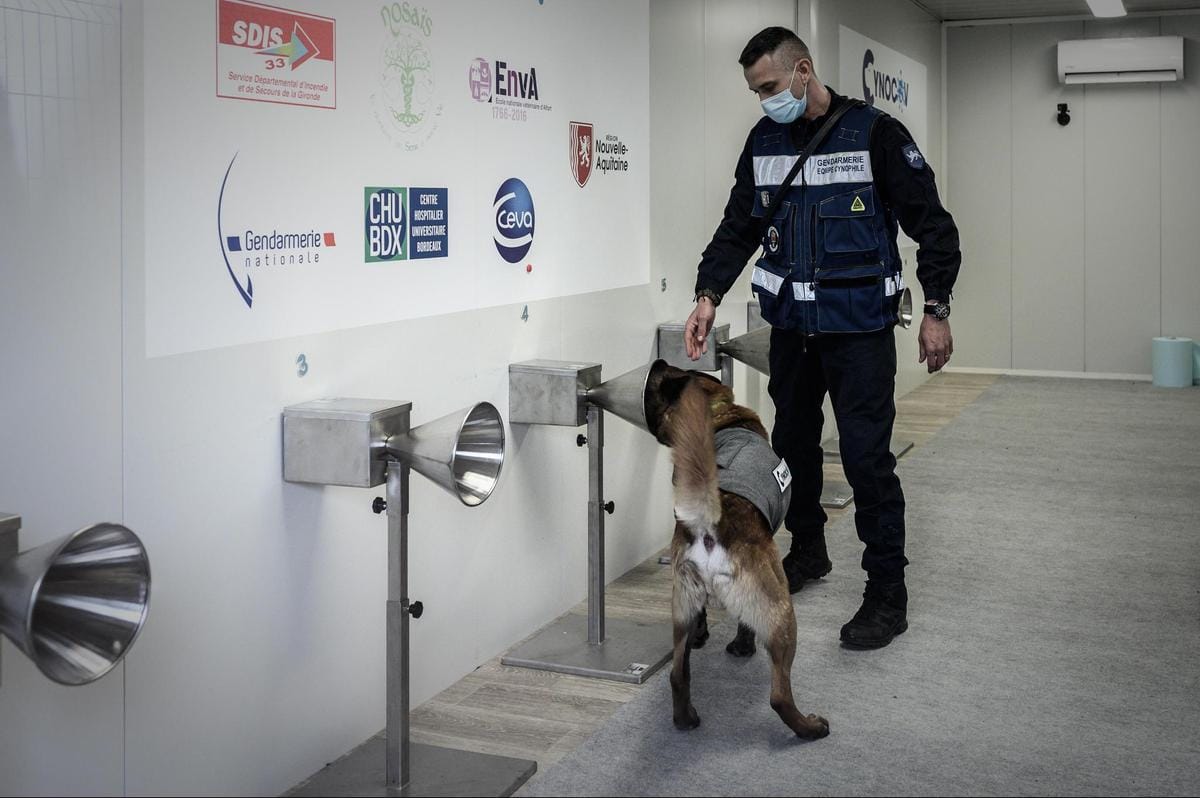 En Italie, des chiens pour détecter le Covid chez les hommes