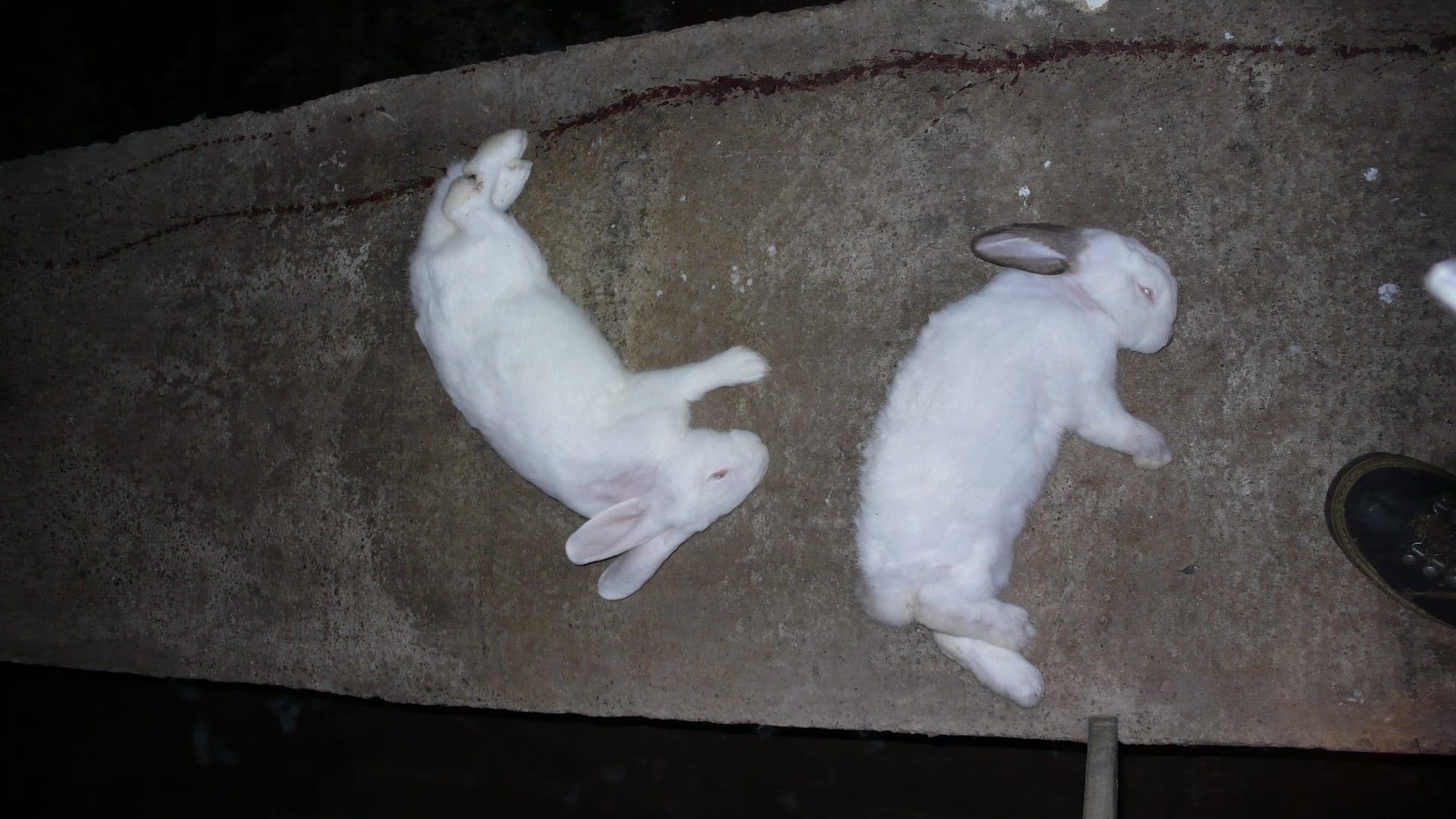 Une fièvre hémorragique du lapin à Abidjan : attention, décès de 6 315 lapins