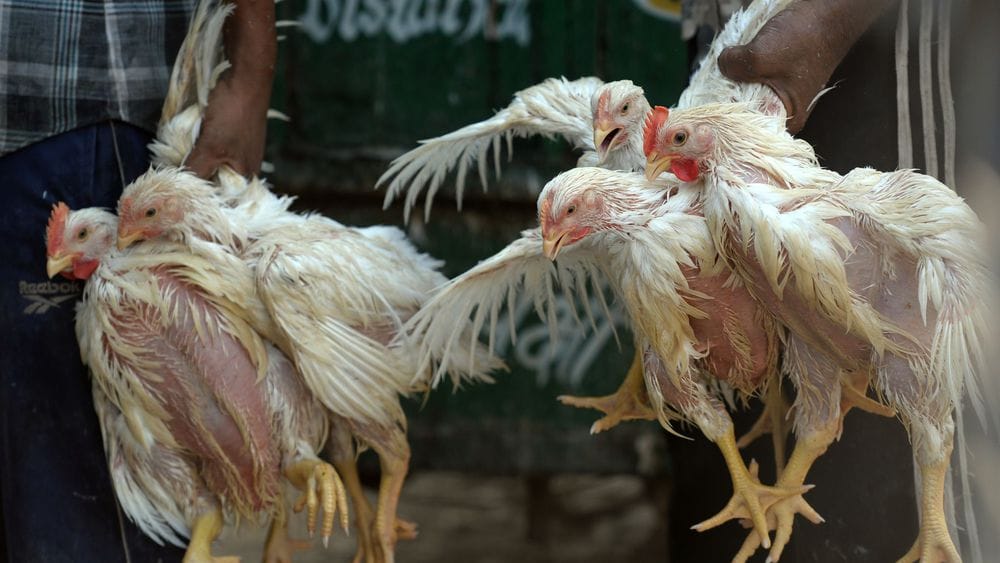 Grippe aviaire au Bénin : un plan d’action lancé