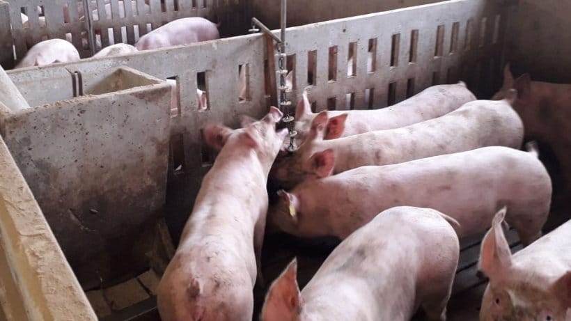 La peste porcine africaine au Ghana