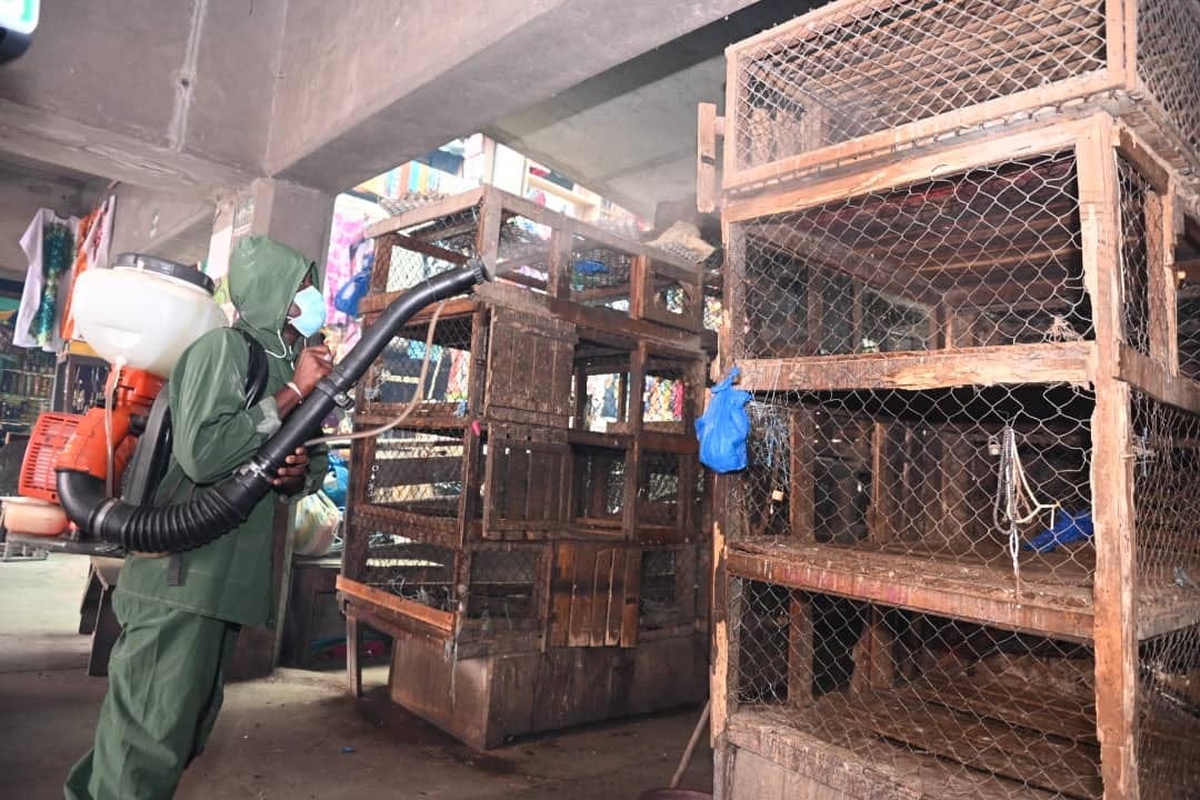 Grippe aviaire : les marchés à volailles à Abidjan désinfectés
