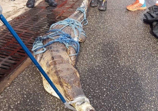 Cocody Riviera Golf : un crocodile capturé par les pompiers, un autre signalé dans l’enceinte de la cité Beach