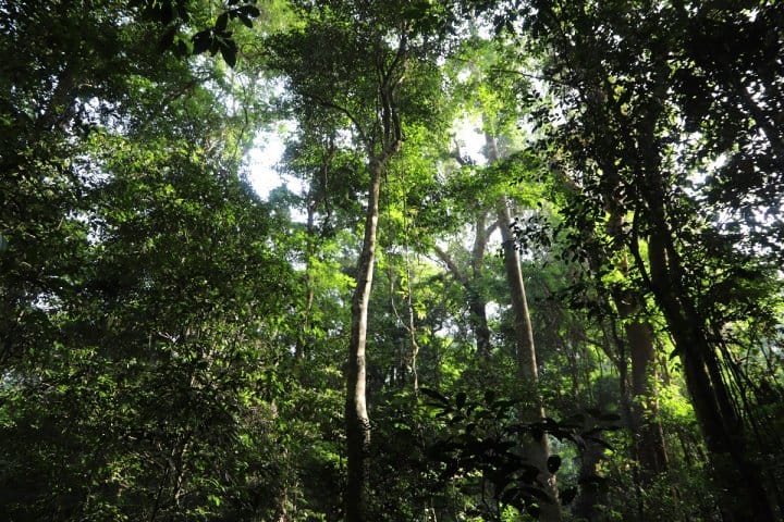 Forêts classées de Côte d'Ivoire