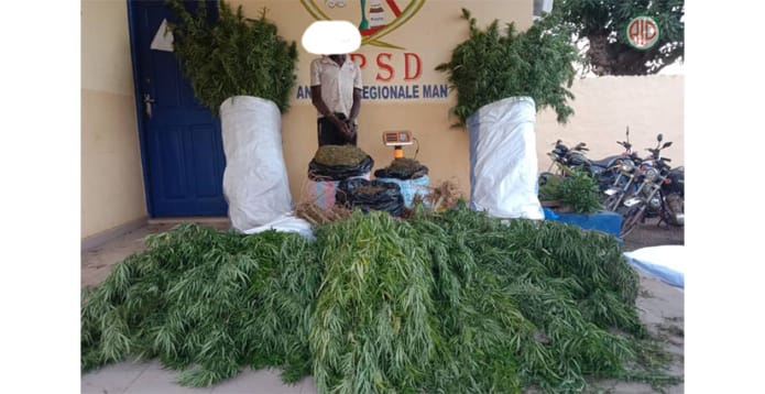 Côte d’ivoire : un cultivateur de cannabis  arrêté à Sémian