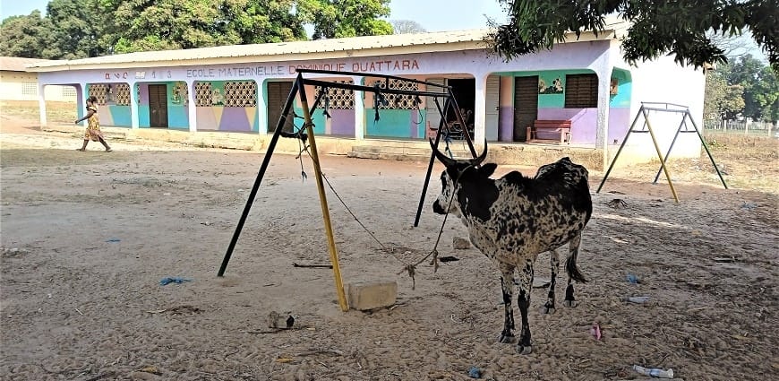 A Mankono, un bœuf dans la cour d’une école maternelle perturbe la quiétude des élèves
