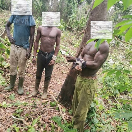 Côte d’Ivoire : trois planteurs clandestins dans la forêt classée de Tamin