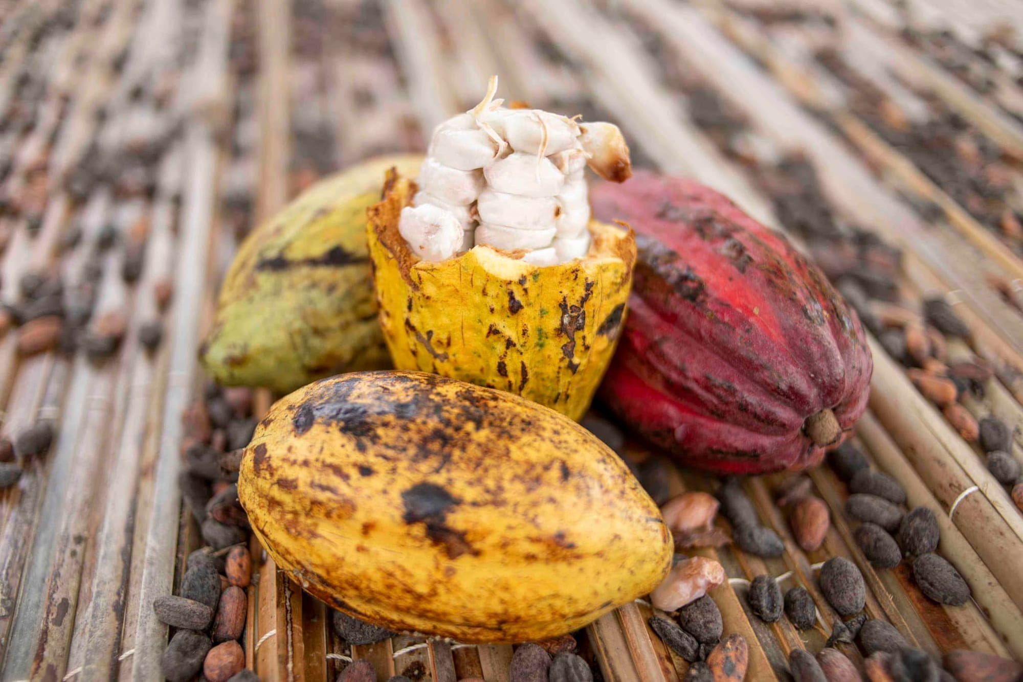 Cacao ivoirien