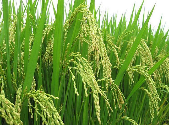 Riz en Côte d'Ivoire